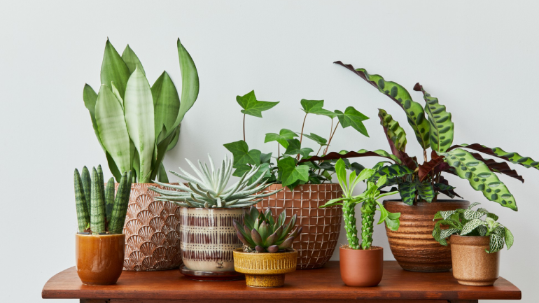 indoorplants